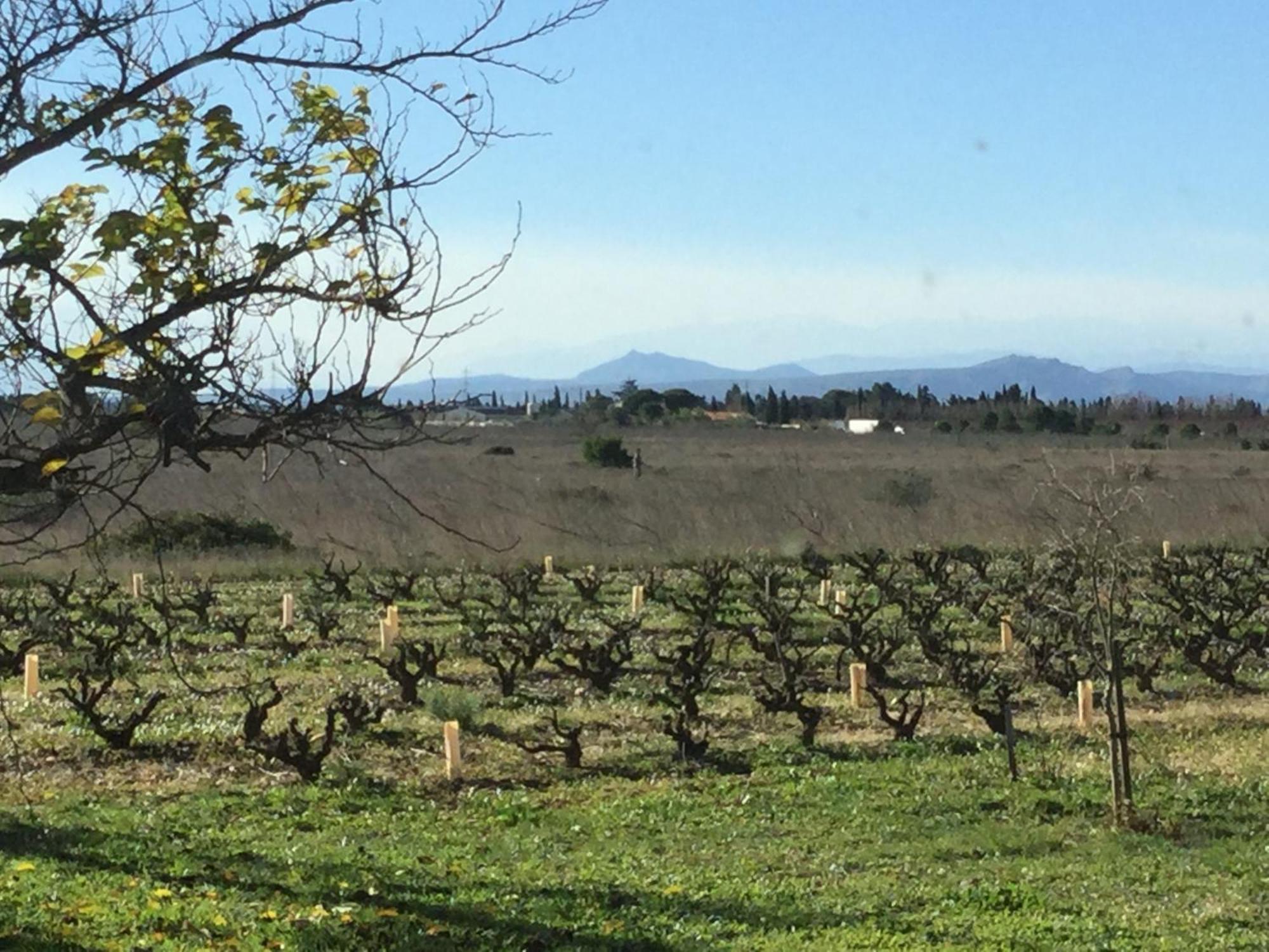 Mas Soleil Et Vignes Acomodação com café da manhã Saint-Hippolyte  Exterior foto